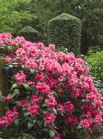 Rhododendron japonica - Azelea with cylindrical clipped holly behind