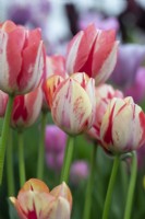 Tulipa 'Spryng Break' - Triumph Tulip