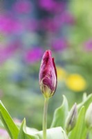 Tulipa 'The Lizard' - Rembrandt Tulip