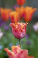 Tulipa 'Amazing Parrot' - Tulip
