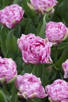 Tulipa 'Dressing' - Double Early Tulip