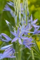 Camassia cusickii flowering in early Summer - May