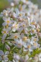 Choisya ternata 'Scented Gem' flowering in Spring - May