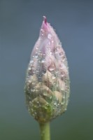 Nectaroscordum siculum flower bud in early Summer - May