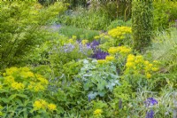 Euphorbia polychroma flowering with Alchemilla mollis  Ajuga reptans 'Burgundy Glow' and Polemonium as low growing groundcover plants in an informal country cottage garden border in early Summer - May