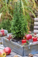 Table arrangement of Picea glauca 'Conica' in a wooden box and surrounded by red apples and candles