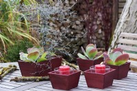 Cotyledon orbiculata, table arrangement of pig`s ear and candles in red boxes
