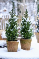 Table arrangement of Picea glauca 'Conica' in a ceramic pot  surrounded by snow 