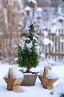 Table arrangement of Picea glauca 'Conica' in a ceramic pot  surrounded by snow and  wooden stars with view into the snow covered garden