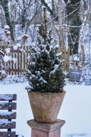 Picea glauca 'Conica' in a terracotta pot surrounded by snow with view into the snow covered garden
