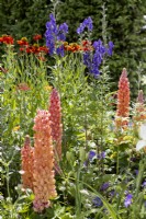 Colorful garden design with Lupinus, summer July