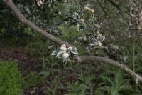 Ilex aquifolium 'Argentea longifolia' holly
