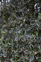 Ilex aquifolium 'Handsworth New Silver' holly