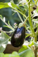 Solanum molengena - Aubergine