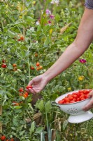 Woman harvesting plum tomatoes.