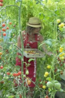 Woman wearing sunhat collecting tomatoes in wooden tray in greenhouse. 