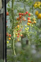 Solanum lycopersicum - Tomato 'Cherry Cascade'