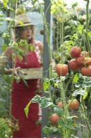 Woman wearing sunhat collecting tomatoes in wooden tray in greenhouse.