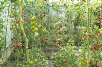 Various species hanging tomatoes in greenhouse.