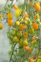 Solanum lycopersicum - Tomato 'Yellow Pear'