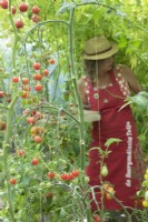 Woman wearing sunhat collecting tomatoes in wooden tray in greenhouse.