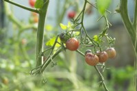 Solanum lycopersicum - Tomato 'Brown Truffel'