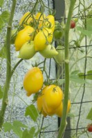 Solanum lycopersicum - Tomato 'Lemon Tree'