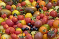 Various species and coloured tomatoes.