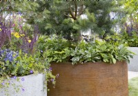 Contemporary container of rusted metal with Pinus underplanted hostas and other foliage perennials. Next to concrete tube with flowering perennials, spring May