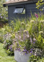 Contemporary garden design with perennial planting next to side of wooden painted summerhouse, summer June