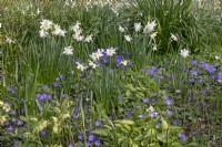 Spring garden with Narcissus 'Niveth', Thalia, Anemone blanda, Helleborus, Leucojum aestivum - April