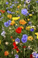 Colourful summer meadow with mixed planting of Centaurea cyanus, papaver, Calendula Officinalis.