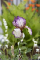 Iris 'Benton Lorna' - Bearded iris