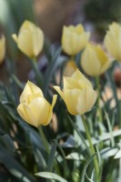 Tulipa linifolia 'Yellow Jewel' - Tulip