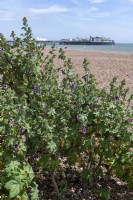 Malva arborea tree mallow growing on the shingle beach at Brighton. 