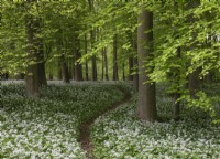 A wooded glade with a carpet of Allium ursinum wild garlic under a canopy of fagus beech trees. Stoughton East Sussex 