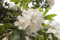 Rhododendron 'White pearl'
