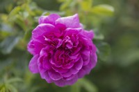 Rosa 'Hansa' rose
