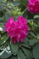 Rhododendron 'Alice' 