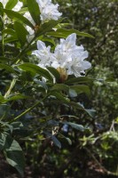 Rhododendron 'Loder's white' 