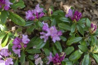 Rhododendron 'Caroline Allbrook' 