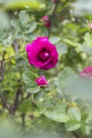 Rosa spinosissima 'Therese Bugnet' rose