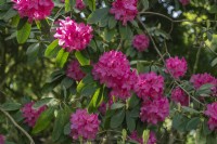 Rhododendron 'Lord Palmerston' 