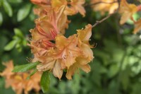 Rhododendron 'Golden lights' 