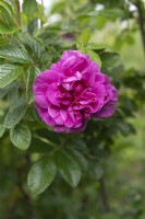 Rosa 'Roseraie de l'Hay' Rose