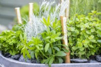 Sweet woodruff, Marjoram and curry plant in large metal herb container