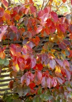 Diospyros kaki in the autumn, autumn October