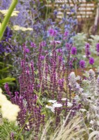 Salvia in a bed of drought-resistant perennials, summer July