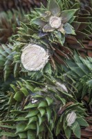 Recently severed small branches of fallen Araucaria araucana. Details of leaf growth and small branches
