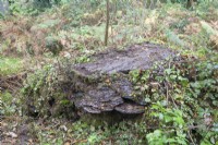 Stump of large, felled, Victorian Araucaria araucana syn monkey puzzle,  diameter >120cm.

Ganoderma fungus growing on stump. 